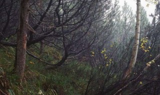 piileskelevät-sotilaat-kuvissa-sketsi