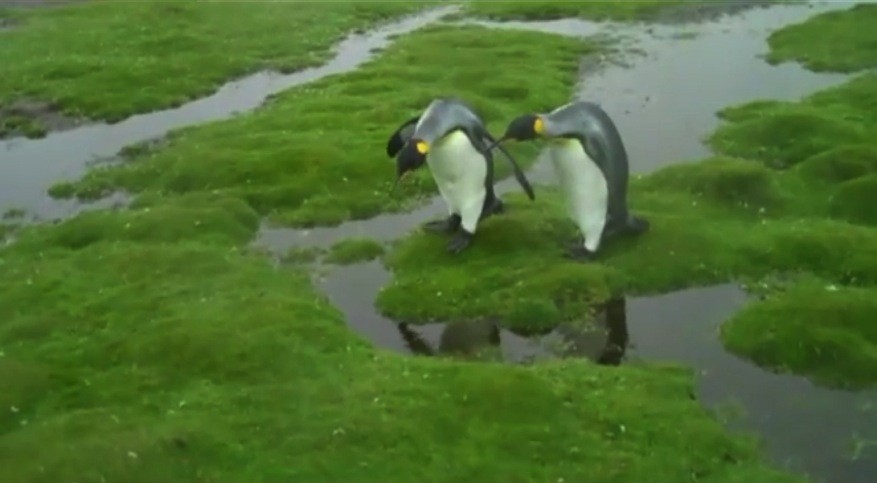 pingviinien-ongelma-hauska-video-sketsi