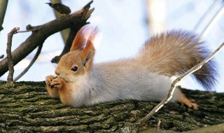 poseeraavat-eläimet-sketsi-hauskat-lemmikit