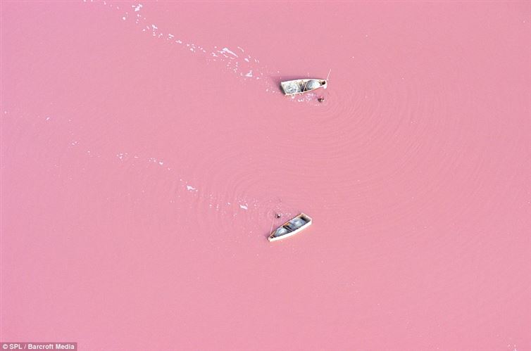 vaaleanpunainen järvi