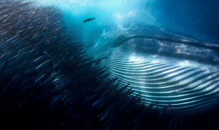 vuoden vedenalainen kuva valaista