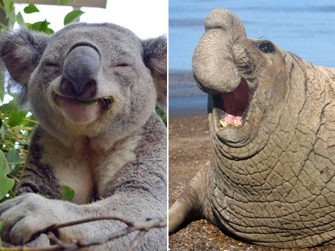 Koala iloisena
