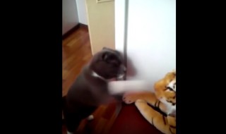 kissavideo-kissa nyrkkeilee