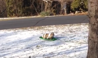 koirat leikkivät lumella video