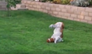 koirien hauskat mokat