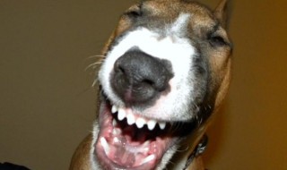 eläin perjantai meemi