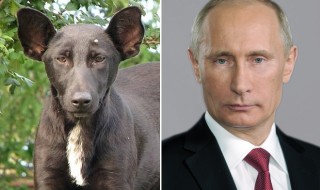 vladimir putin kaksoisolento-koira