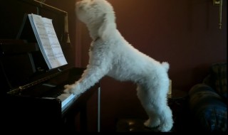 koira soittaa pianoa ja laulaa
