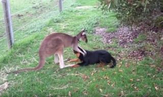 kenguru ja koira ystävystyvät