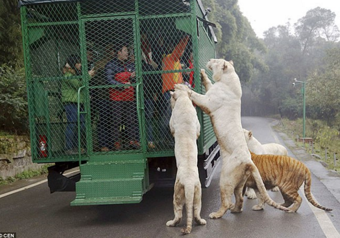 Kiinan eläintarhassa eläimet ja ihmiset ovat vaihtaneet paikkaa.