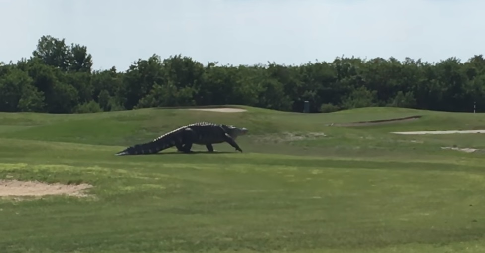 alligaattori-golfkentalla