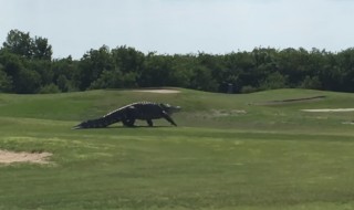 alligaattori-golfkentalla