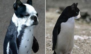 kissat-ja-koira-pingviineina-kuvat2