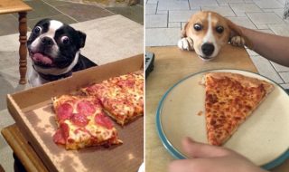 koira-rakastavat-ruokaa