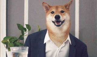 tyylikkain-koira-ikina-kuvat