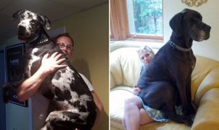 isokokoiset-koirat-valokuvat