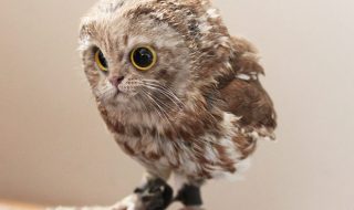 kissa-lintu-kuvanmuokkaus-kuvat