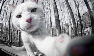 kissojen-selfiet-valokuvat