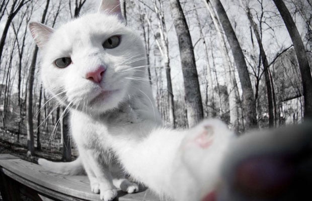 kissojen-selfiet-valokuvat
