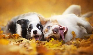koirat-syksy-hullaantua-kuvat