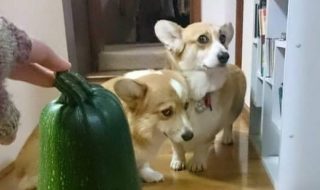 koirien-reaktiot-nauru-kuvat