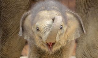 pienet-elefantit-valokuvat