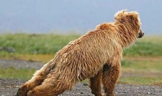 treenaavat-elaimet-valokuvat