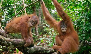 Sumatra, orangutan, oranki