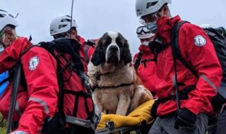 bernhandinpaimenkoira