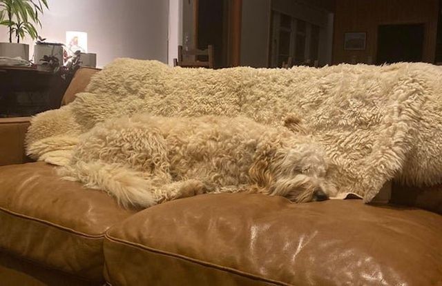 accidental-camouflage-will-trip-out-your-eyeballs-30-photos-20