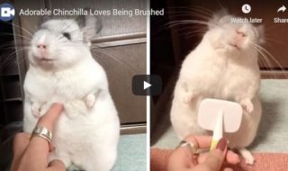 Chinchilla