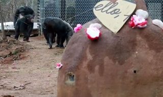 Ystävänpäivä_simpanssit