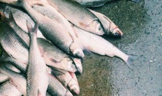 roozbeh-eslami-wFci58JuX5E-unsplash