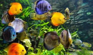 daniel-corneschi-GsAJ4-Tsz_c-unsplash