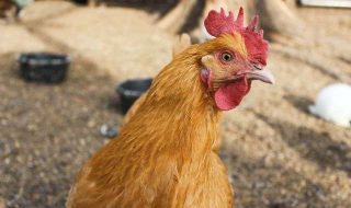 mickaela-scarpedis-casper-P3xzGLD9MX0-unsplash