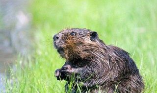 beaver-g211fc730a_640