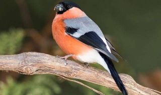 bullfinch-g07b7d4985_640