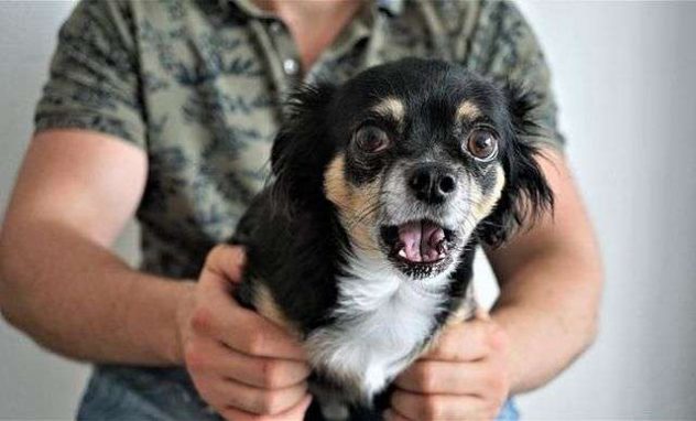 chihuahua-g2e3ba65bf_640