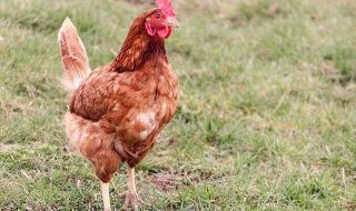 chicken-g4a55fed95_640