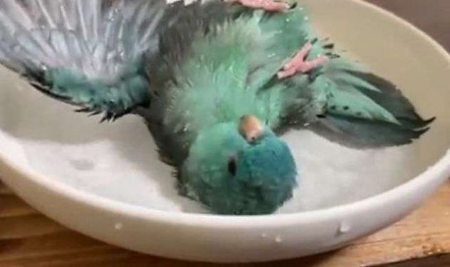 Papukaijakylpy
