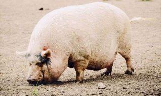 austin-guhl-W7uMPs8aeXs-unsplash