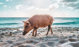 bruno-van-der-kraan-nbcQn8KURa4-unsplash