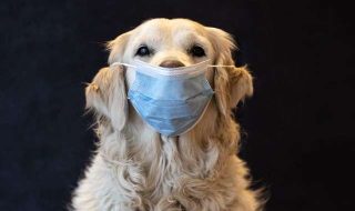 laura-paraschivescu-gSrrEvIaPII-unsplash