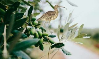 nazar-hrabovyi-lIuxlN0zSjs-unsplash