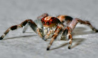 juan-pablo-mascanfroni-duMVAANgtQ4-unsplash