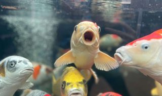 zac-alford-I-t6-WM4XNE-unsplash