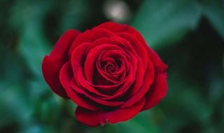 ivan-jevtic-p7mo8-CG5Gs-unsplash