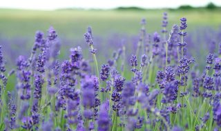 annie-spratt-NrflUuJJK0I-unsplash